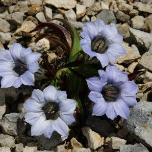 Gentiana georgei